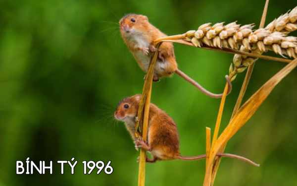 Tử vi tuổi Bính Tý 20/6/2025 hôm nay