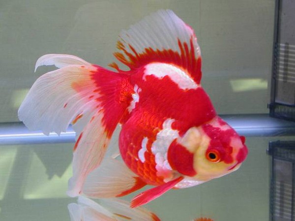 Giấc mơ thấy cá cho thấy ý nghĩa gì đặc biệt