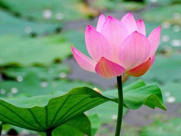 Nằm mơ thấy mình đang ngồi giữa hồ sen