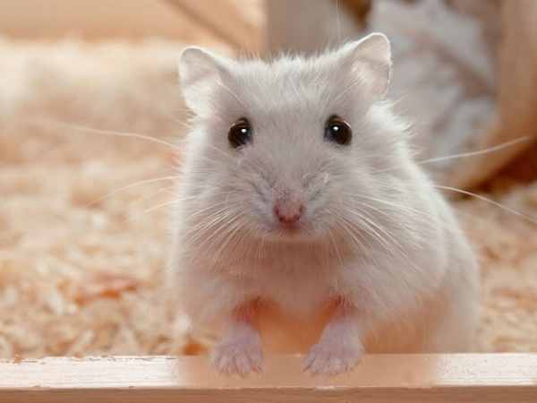 Mơ thấy chuột hamster có phải điềm báo phát tài bất ngờ?