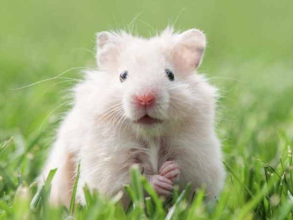 Ngủ mê thấy chuột hamster sinh con