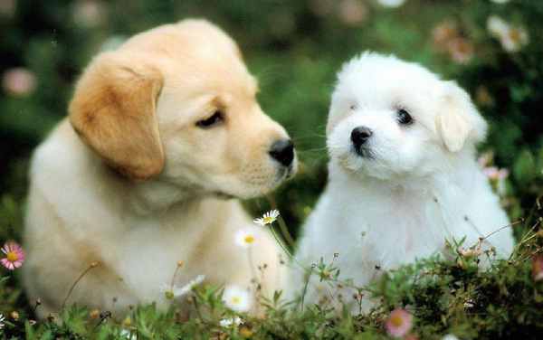 Tử vi tuổi Tuất ngày 23/7/2025: Biến chuyển lớn trong tài lộc và công danh