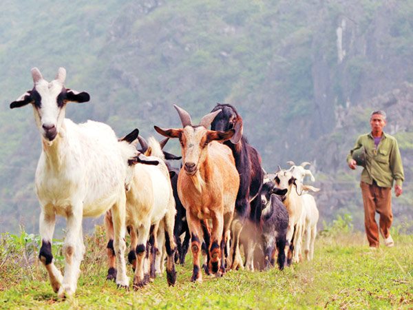 Giải mã bí ẩn thú vị khi nằm mơ thấy đàn dê