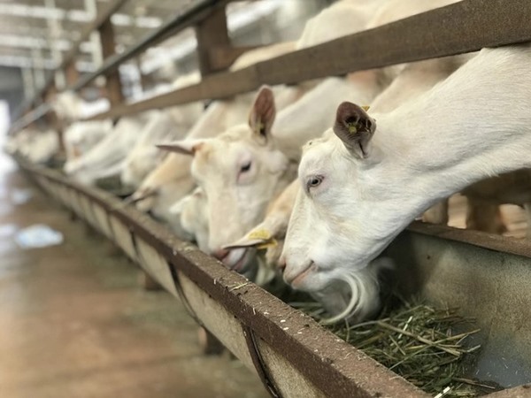 Giải mã bí ẩn thú vị khi nằm mơ thấy đàn dê