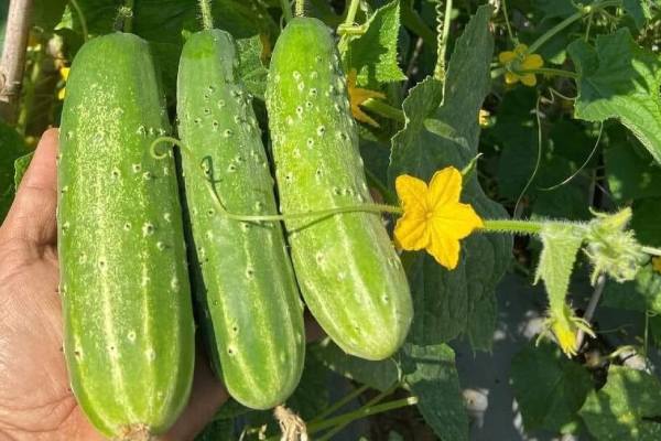 Nằm mơ thấy quả dưa chuột mang ý nghĩa gì đặc biệt?