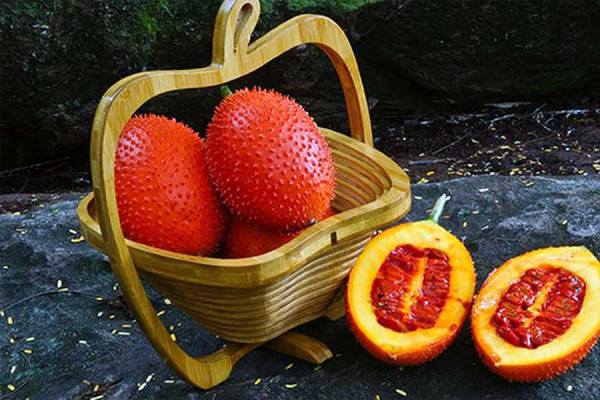Ngủ mơ thấy quả gấc có phải là điềm báo lộc về nhà?