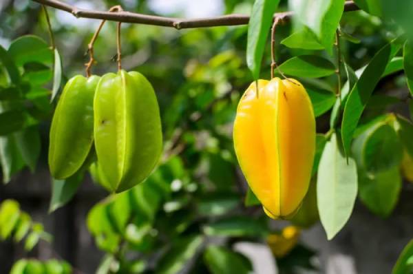 Mơ thấy quả khế ẩn chứa thông điệp gì cho sự nghiệp?