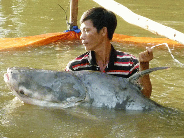 Nằm mơ thấy bắt được cá có ý nghĩa gì số gì may mắn?