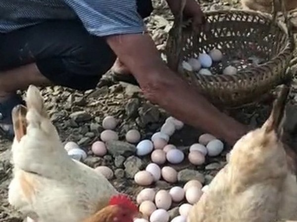 Nằm mơ thấy nhặt được trứng có phải điềm lành?