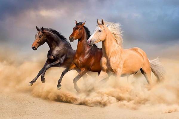 Số may mắn tuổi Ngọ 27/9/2025 hôm nay là con nào?