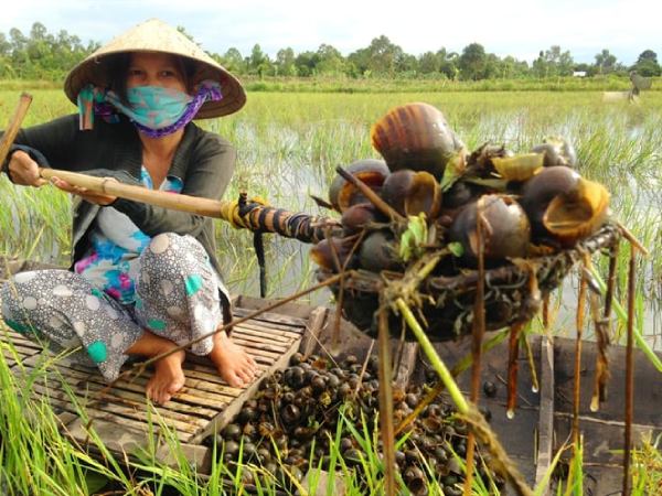 Nằm mơ thấy bắt ốc là điềm báo thành công hay thất bại?