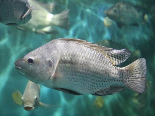 Mơ thấy cá rô phi, cá rô trên cạn là số mấy ý nghĩa gì