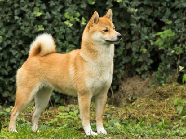 Giải mã giấc mơ thấy chó vàng vào nhà, chó vàng đuổi cắn