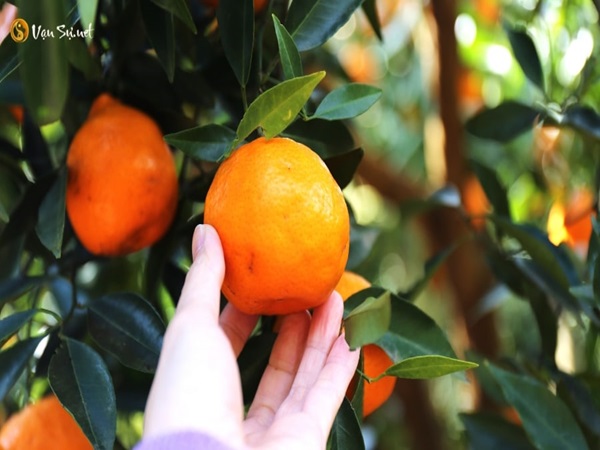 Nằm mơ thấy trái cây mang điềm gì? Có số nào may mắn?
