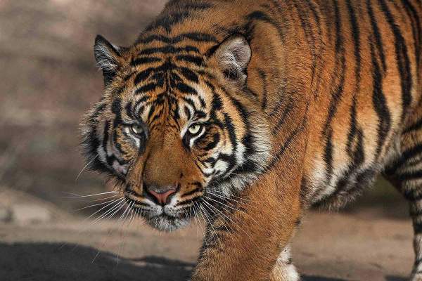 Mơ thấy hổ đuổi người khác