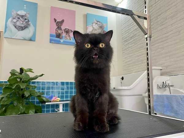 Mơ thấy mèo đen là điềm gì cho cuộc sống tương lai Mơ thấy mèo đen là điềm gì cho cuộc sống tương lai