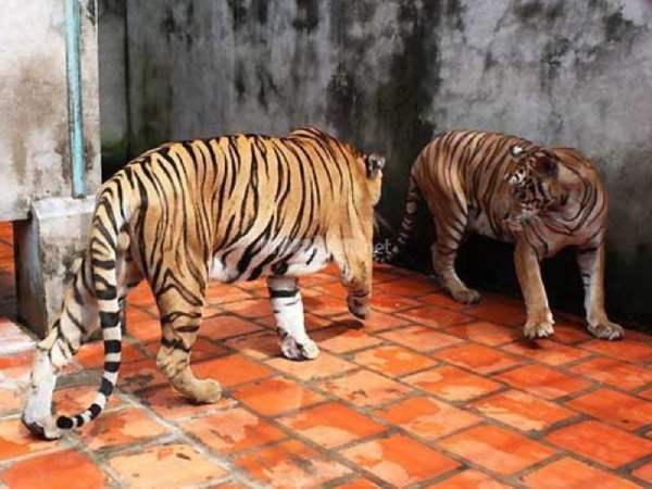 Nằm mơ thấy hổ vào nhà là điềm gì, sắp phát tài chăng?