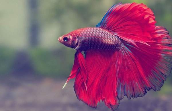 Nằm mơ thấy cá cảnh có ý nghĩa gì, hé lộ vận may ra sao?