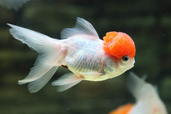 Nằm mơ thấy cá cảnh nhảy ra khỏi bể