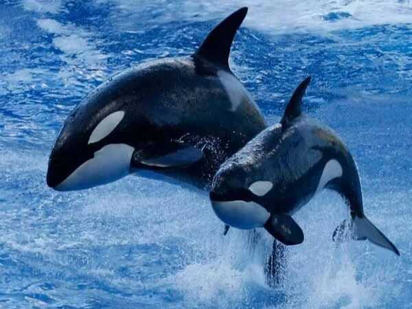 Nằm mơ thấy cá voi là điềm gì, chiêm bao thấy cá voi là hên hay xui?