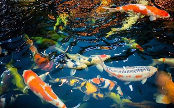 Nằm mơ thấy nhiều cá là điềm gì, liệu may mắn có gõ cửa?