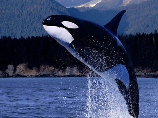Nằm mơ thấy cá voi là điềm gì, chiêm bao thấy cá voi là hên hay xui?