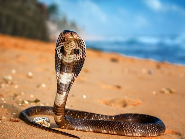 Giải mã nằm mơ thấy rắn đuổi theo mình là điềm gì?