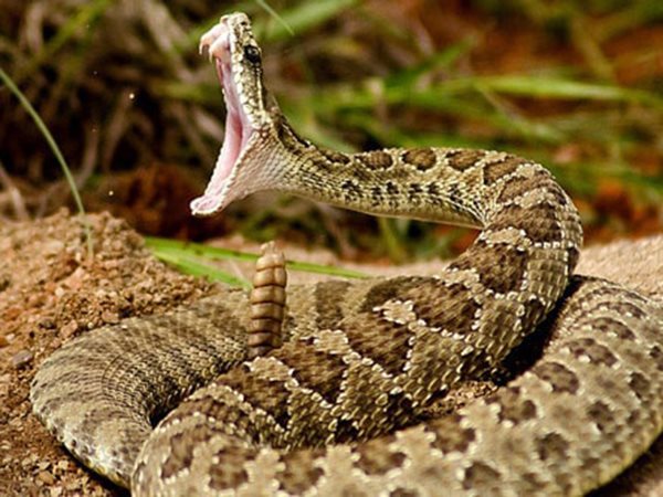 Giải mã nằm mơ thấy rắn đuổi theo mình là điềm gì?