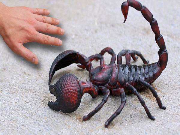 Nằm mơ thấy bò cạp có ý nghĩa gì có con gì tài lộc