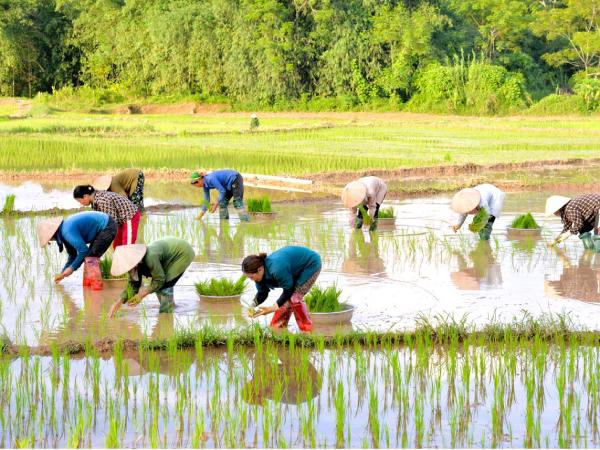 Nằm mơ thấy mình đi cấy lúa là điềm gì, chọn số gì may?