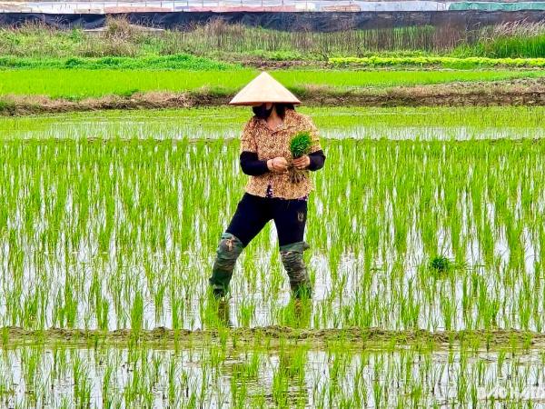 Nằm mơ thấy mình đi cấy lúa thuê