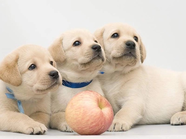 Mơ thấy nhiều chó con là điềm gì có số gì phát tài