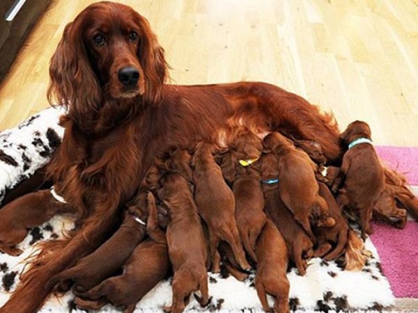 Mơ thấy nhiều chó con là điềm gì có số gì phát tài