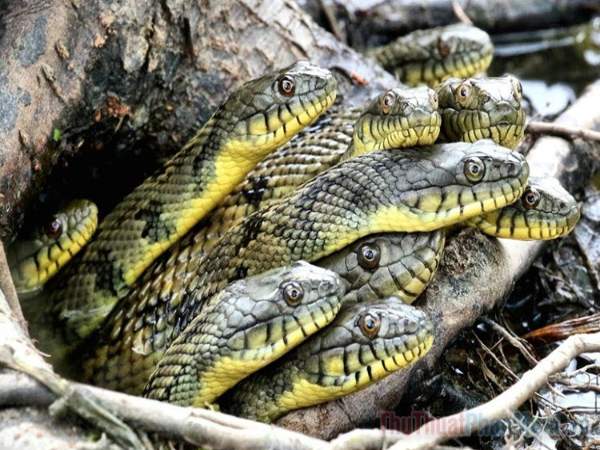 Nằm mơ thấy nhiều rắn là điềm gì? Tín hiệu tài vận ra sao?