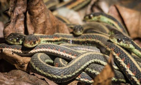 Nằm mê thấy nhiều rắn cắn nhau