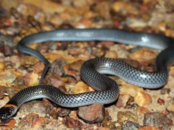 Nằm mơ thấy rắn chết là điềm gì? Có liên quan đến tài lộc?