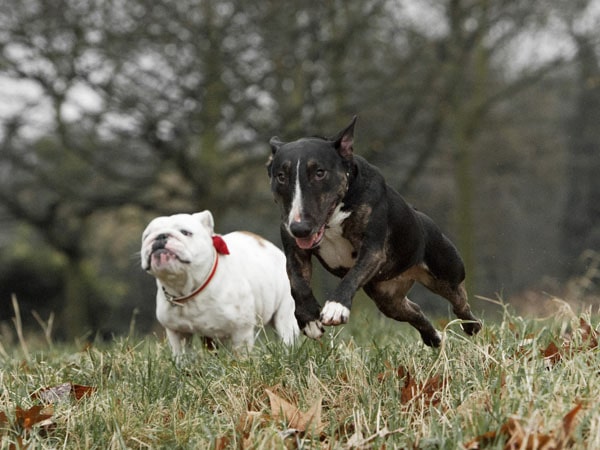 Nằm mơ thấy bị chó đuổi là điềm gì, số mấy trúng thưởng?