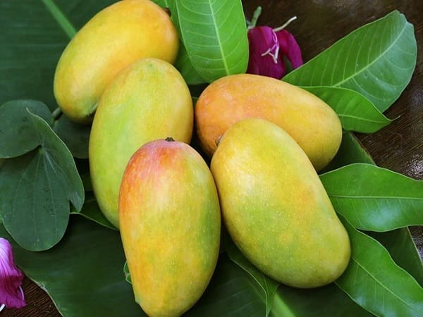 Nằm mơ thấy quả xoài báo điềm gì và con số gì may mắn?