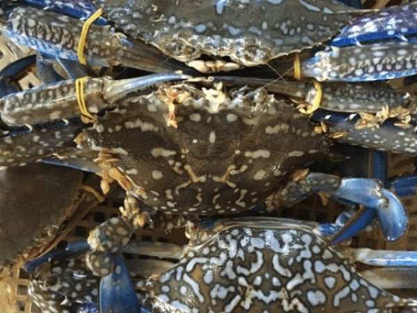 Phân tích con ghẹ số mấy, số bao nhiêu mang lại may mắn?