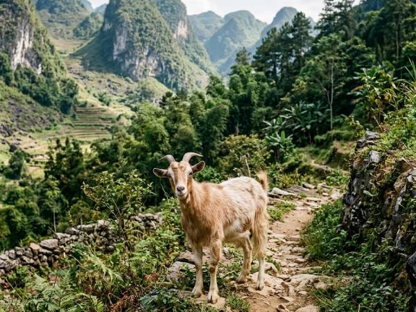 Con số may mắn ngày 16 tháng 4 thứ 5 của tuổi Mùi