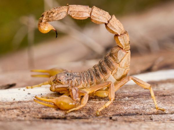 Tử vi cung Bọ Cạp ngày 11/04/2026 dự báo điều gì? Tử vi cung Bọ Cạp ngày 11/04/2026 dự báo điều gì?